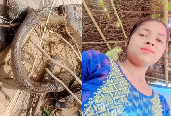 मुरैना: तीन टुकड़ों में कटने के बाद सर्प ने युवती को दी मौत मुरैना: तीन टुकड़ों में कटने के बाद सर्प ने युवती को दी मौत