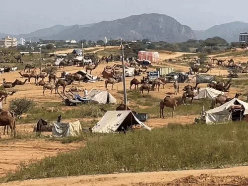 पुष्कर पशु मेले में पशुओं की आवक हुई तेज पुष्कर पशु मेले में पशुओं की आवक हुई तेज