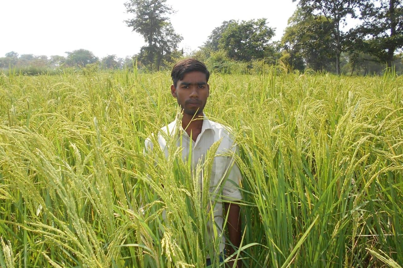 सुगंधित धान फसल के बीच में किसान थनेन्द्र साहू।