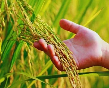 फाइल फोटो धान फाइल फोटो धान