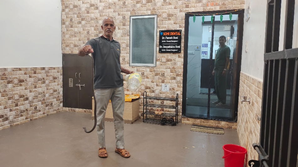 कर्मा नगर स्थित सोनी डेंटल क्लिनिक में कोबरा नाग पकड़े हुए सर्प मित्र सूर्यकांत साहू। कर्मा नगर स्थित सोनी डेंटल क्लिनिक में कोबरा नाग पकड़े हुए सर्प मित्र सूर्यकांत साहू।