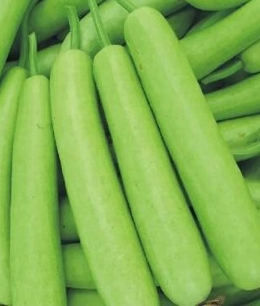 Araria Photo: Bottle gourd in vegetable market Araria Photo: Bottle gourd in vegetable market