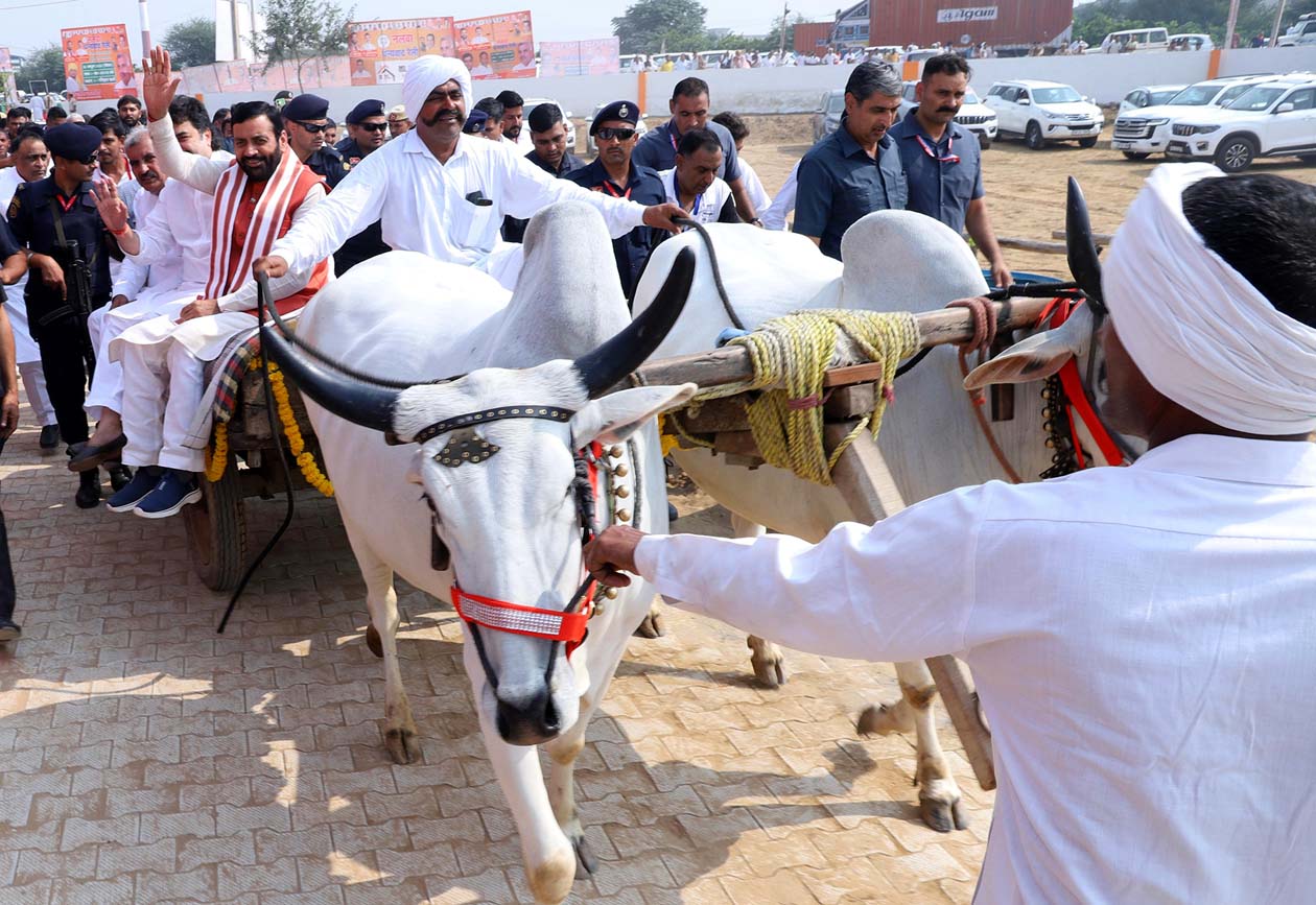 नलवा धन्यवाद रैली के दौरान बैलगाड़ी से रैली स्थल पर जाते मुख्यमंत्री नायब सिंह सैनी, साथ में हैं विधायक रणधीर पनिहार।