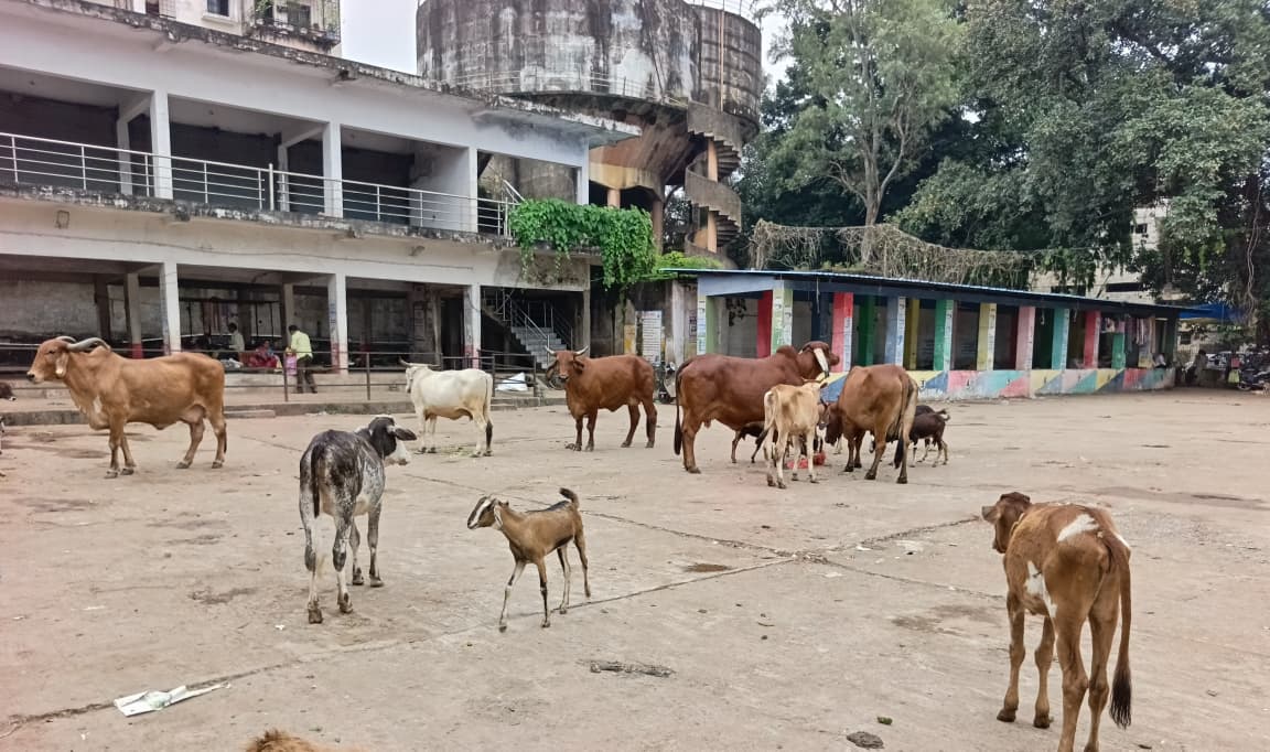 इतवारी बाजार में मंडराते हुए मवेशी।