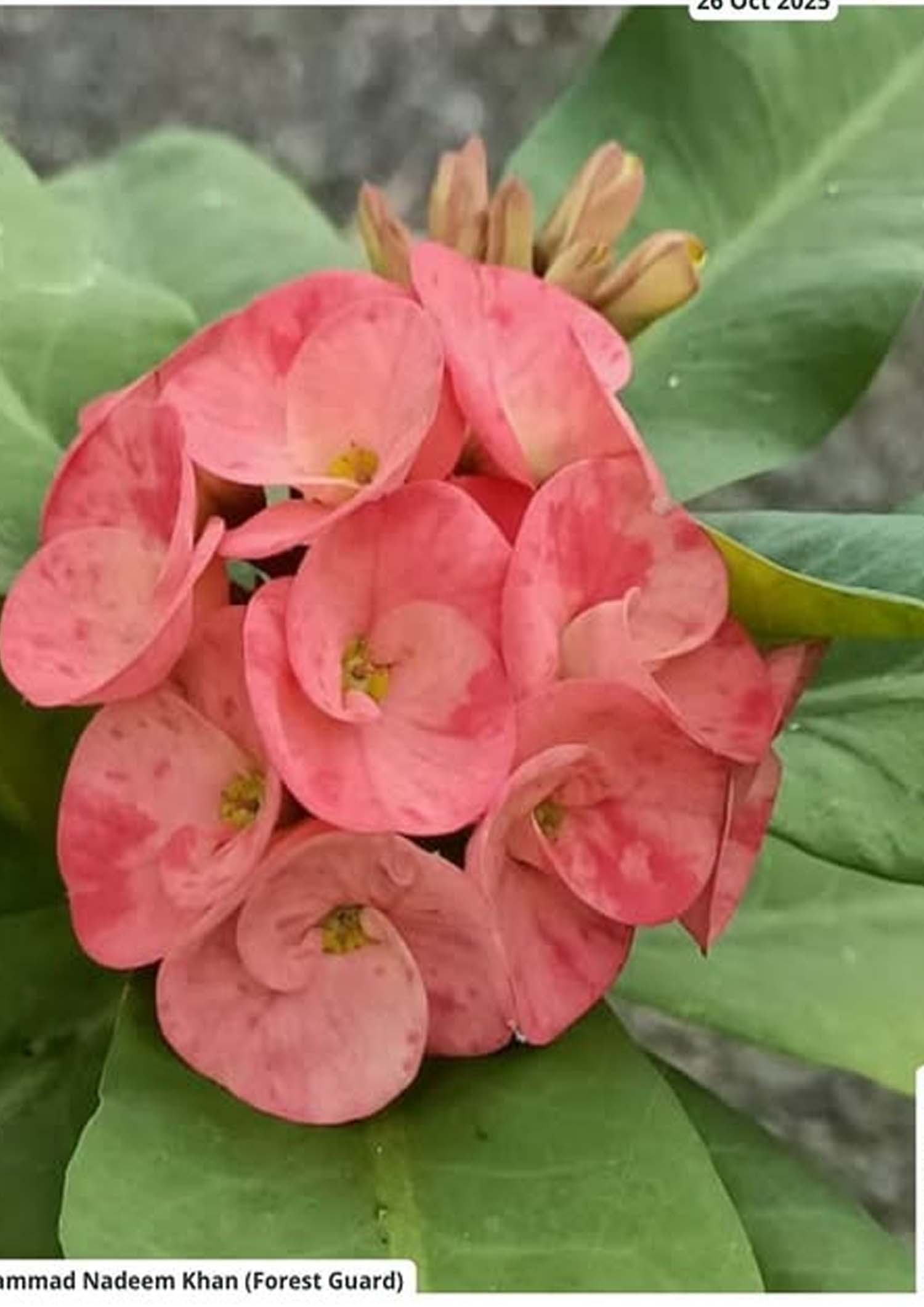 Seoni: A wonderful glimpse of the forest in Pench Tiger Reserve, through the eyes of the forest guards Seoni: A wonderful glimpse of the forest in Pench Tiger Reserve, through the eyes of the forest guards