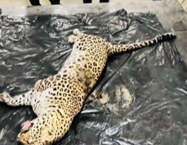 निसर्ग इस्पात संयंत्र में तेंदुए को करंट लगाकर मर गया था वन विभाग ने किया प्रकरण दर्ज निसर्ग इस्पात संयंत्र में तेंदुए को करंट लगाकर मर गया था वन विभाग ने किया प्रकरण दर्ज