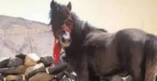 रामपुर का लवी मेला। रामपुर का लवी मेला।