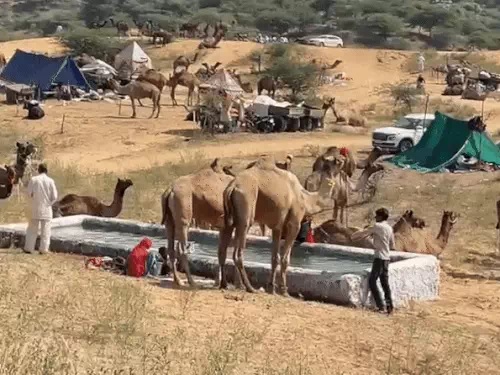 पुष्कर मेले में अब तक करीब डेढ़ हजार पशुओं की आवक। पुष्कर मेले में अब तक करीब डेढ़ हजार पशुओं की आवक।