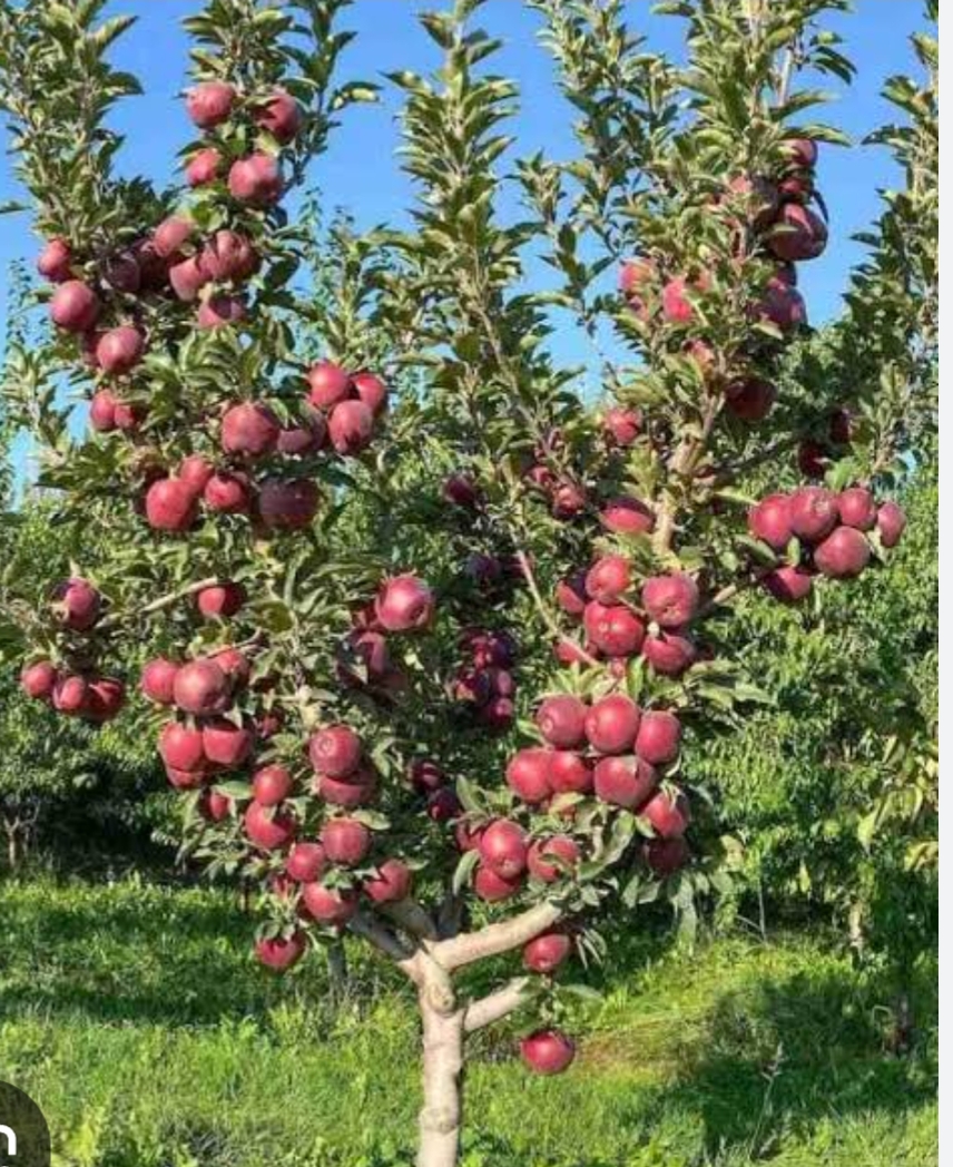 -मिशन एप्पल स्कीम के 4 साल बाद भी नहीं मिली सब्सिडी -मिशन एप्पल स्कीम के 4 साल बाद भी नहीं मिली सब्सिडी