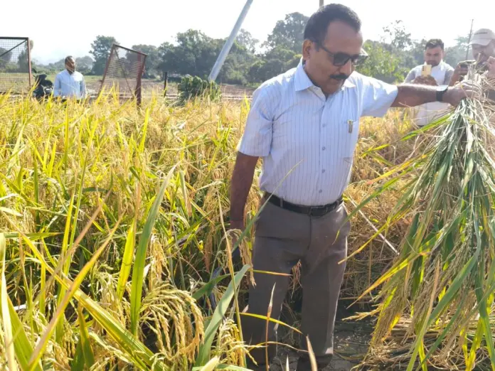 किसानों के बीच पहुंचे जिलाधिकारी ललित मोहन रयाल, धान की फसल की क्रॉप कटिंग में किया प्रतिभाग किसानों के बीच पहुंचे जिलाधिकारी ललित मोहन रयाल, धान की फसल की क्रॉप कटिंग में किया प्रतिभाग