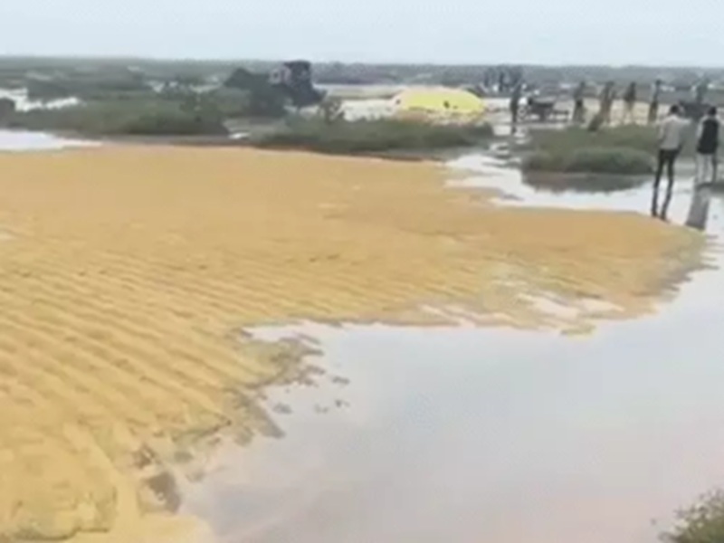 श्योपुर के खेतों में रखा धान बारिश के पानी में बह गया श्योपुर के खेतों में रखा धान बारिश के पानी में बह गया