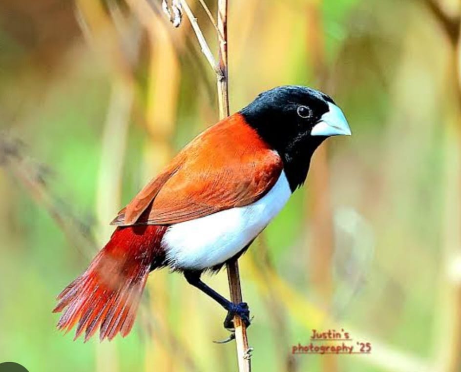 प्रतिबंधित ट्राई कलर मुनिया पक्षी बेचते हुए दुकानदार  सहित दो गिरफ्तार