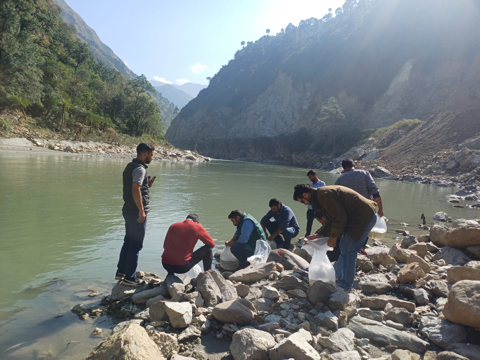 ब्यास नदी में महाशीर मछली बीज डालते हुए।