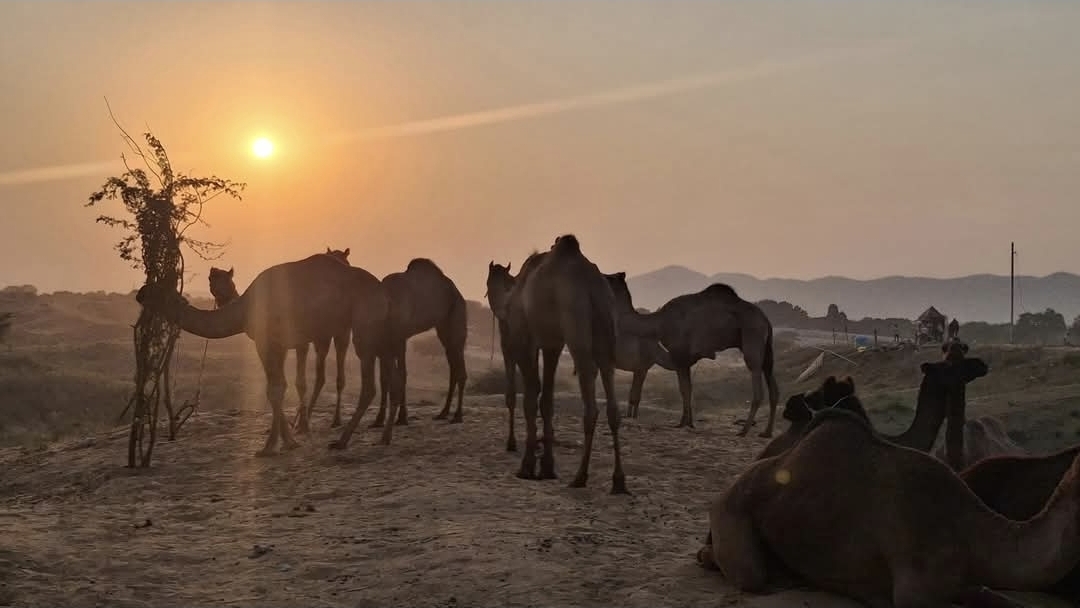 अजमेर सहित तीर्थ नगरी पुष्कर में बेमौसम बारिश ने बढ़ाई ठंड अजमेर सहित तीर्थ नगरी पुष्कर में बेमौसम बारिश ने बढ़ाई ठंड