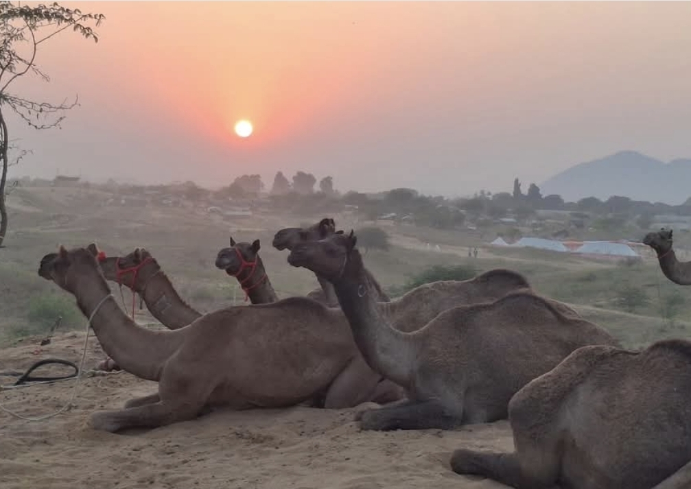 अजमेर सहित तीर्थ नगरी पुष्कर में बेमौसम बारिश ने बढ़ाई ठंड अजमेर सहित तीर्थ नगरी पुष्कर में बेमौसम बारिश ने बढ़ाई ठंड
