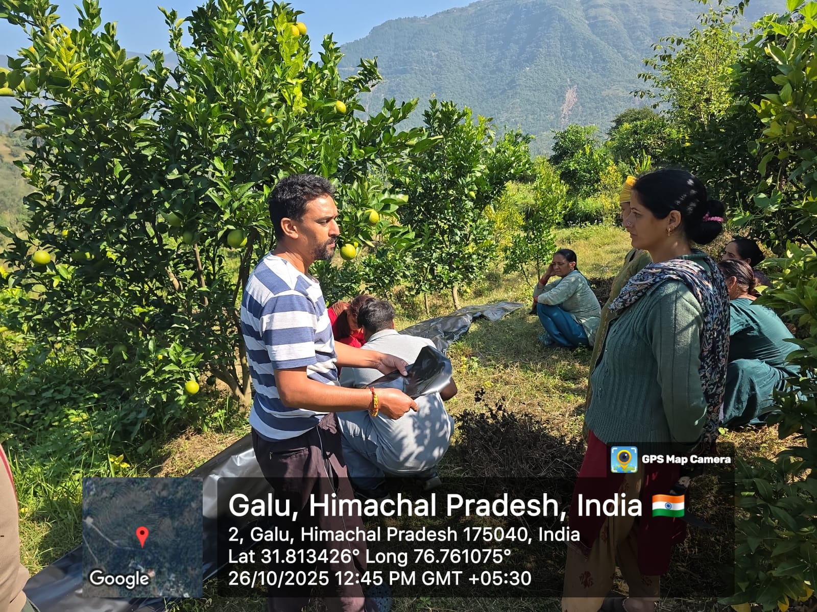 गलू और छपाणू क्षेत्रों के किसानों ने अपनी मेहनत से उपजाई मौसम्मी की फसल। गलू और छपाणू क्षेत्रों के किसानों ने अपनी मेहनत से उपजाई मौसम्मी की फसल।