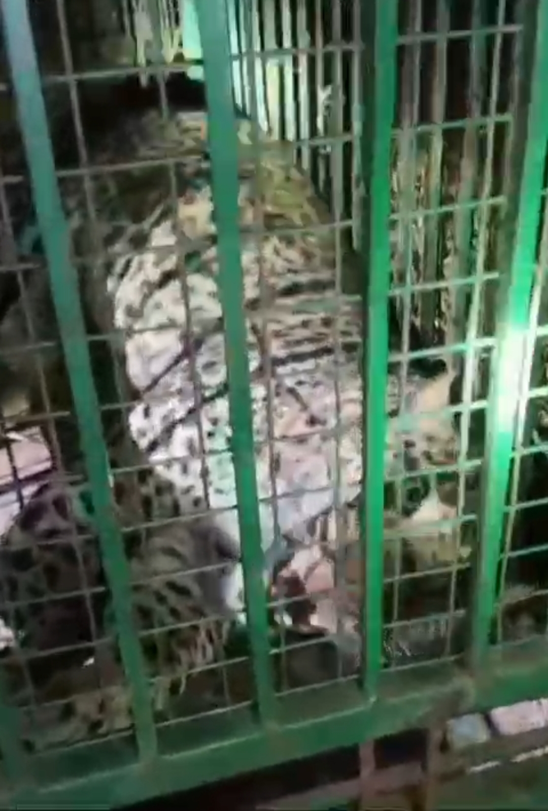 पिंजरे में कैद गुलदार पिंजरे में कैद गुलदार