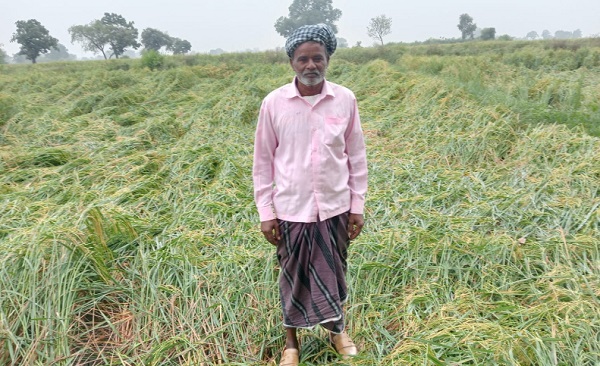 दतिया: बारिश होने से खेतों में खड़ी धान की फसल को भारी नुकसान दतिया: बारिश होने से खेतों में खड़ी धान की फसल को भारी नुकसान