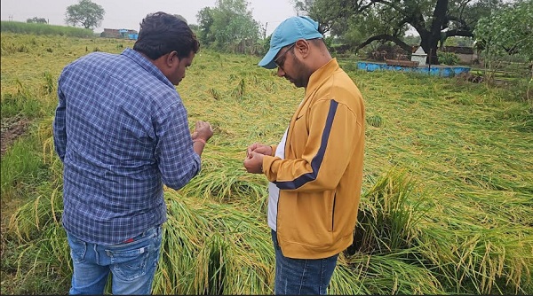 दतिया: बारिश होने से खेतों में खड़ी धान की फसल को भारी नुकसान दतिया: बारिश होने से खेतों में खड़ी धान की फसल को भारी नुकसान