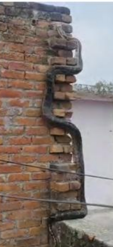 दीवार के सहारे चढ़ता हुआ अजगर दीवार के सहारे चढ़ता हुआ अजगर