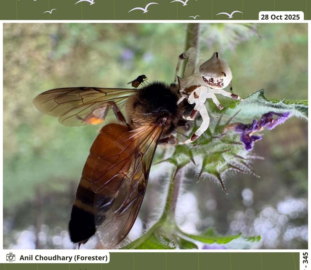 Seoni: Forester captures unique scene of nature during patrolling in Pench Tiger Reserve