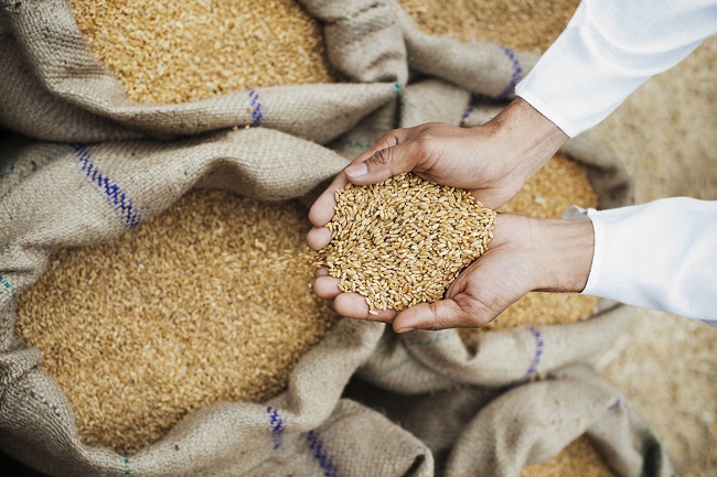 गेहूं स्टॉक (प्रतीकात्मक तस्वीर) गेहूं स्टॉक (प्रतीकात्मक तस्वीर)