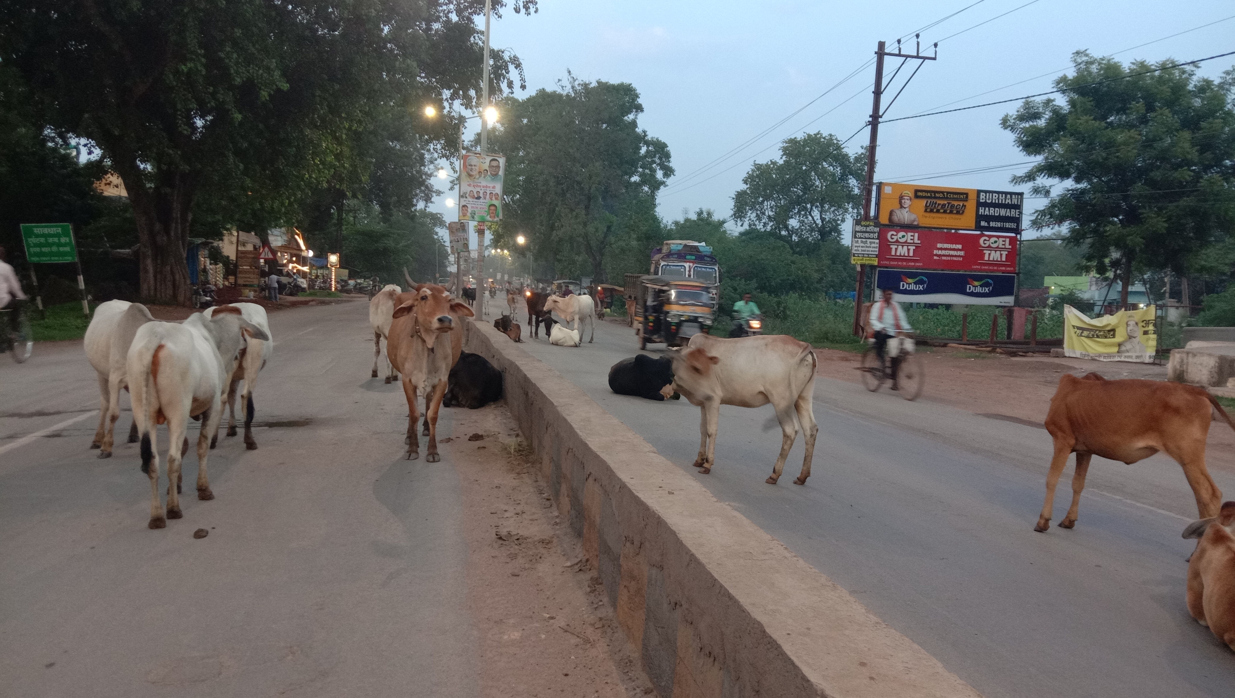शहर की सड़कों में इस तरह से बैठे रहते हैं मवेशी। शहर की सड़कों में इस तरह से बैठे रहते हैं मवेशी।