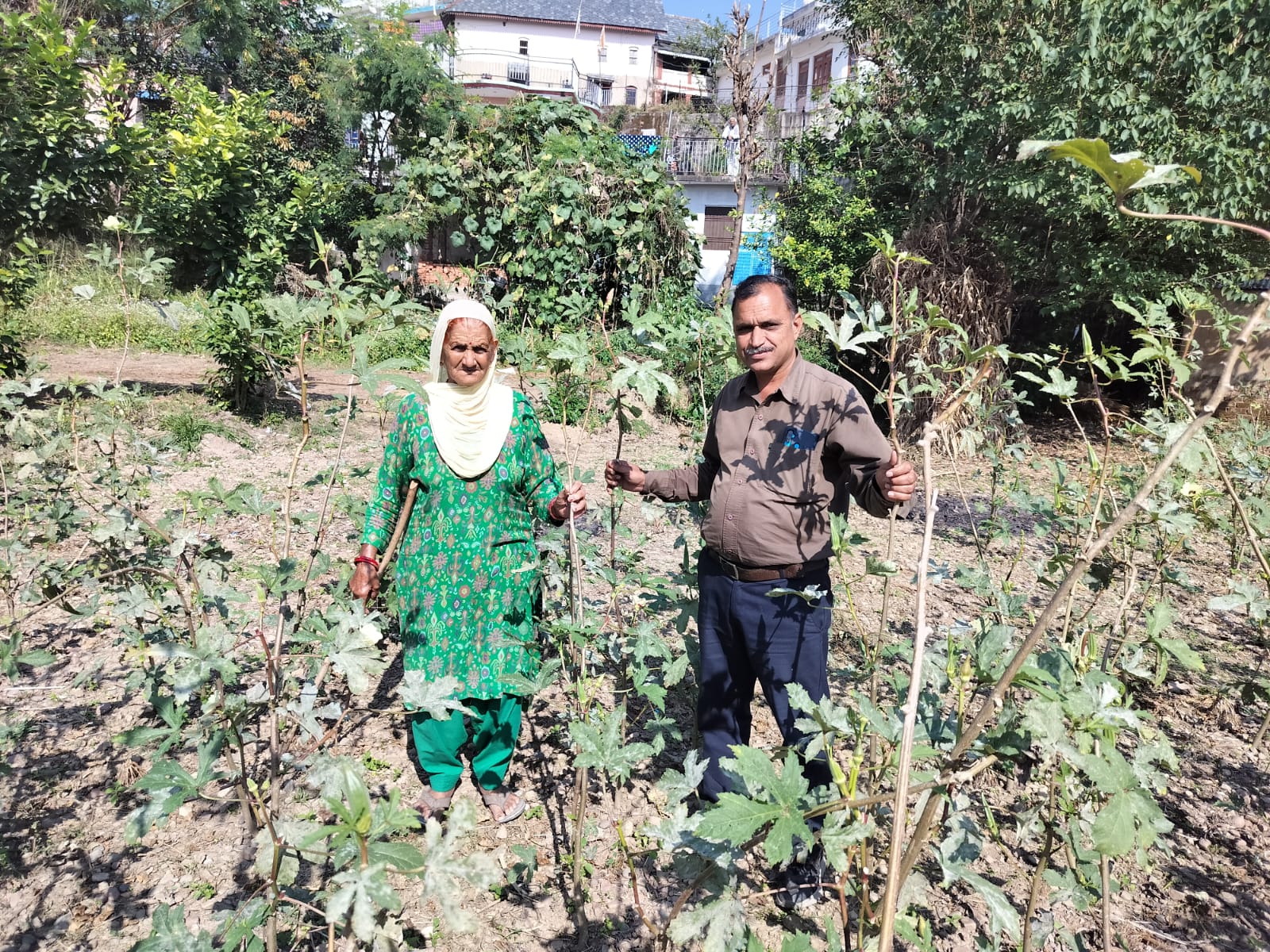 गांव हरनेड़ की वृद्ध महिला किसान ने प्राकृतिक खेती से किया कमाल गांव हरनेड़ की वृद्ध महिला किसान ने प्राकृतिक खेती से किया कमाल