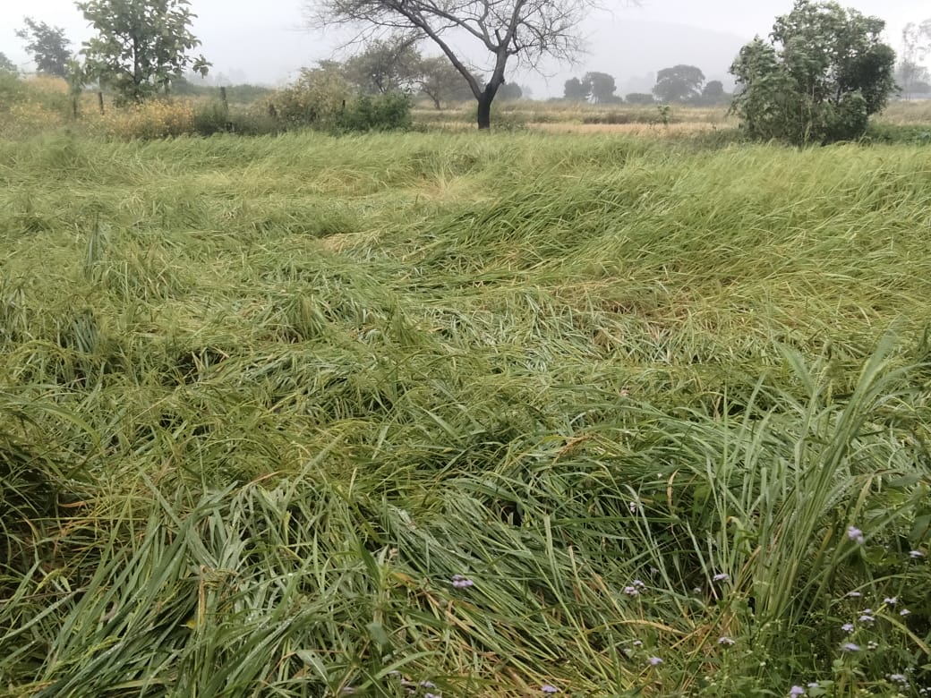 पानी से औंधे मुंह गिरी फसल पानी से औंधे मुंह गिरी फसल