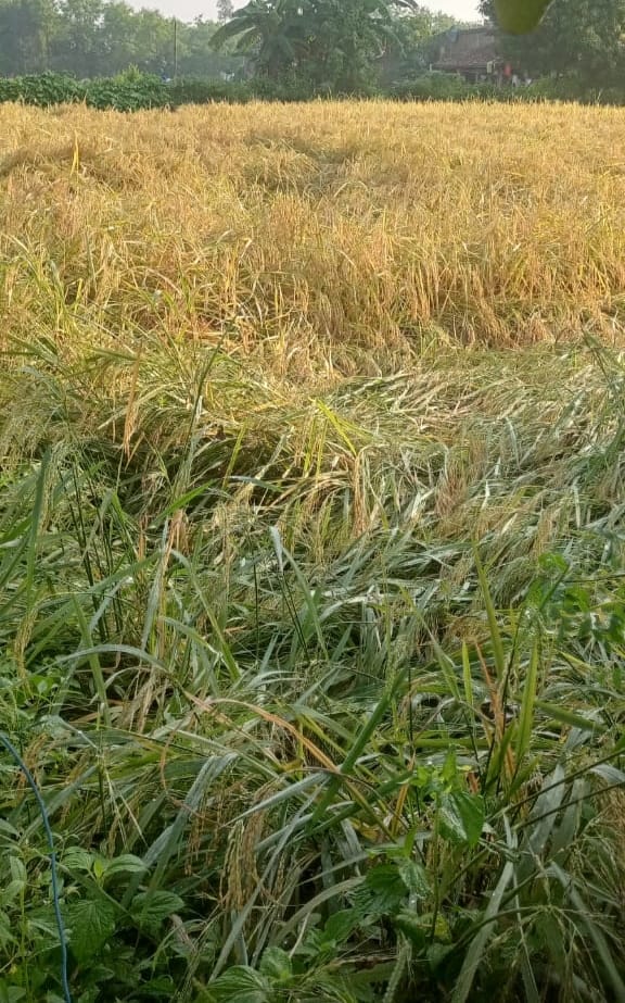 ग्राम सेंदुरी में पकी फसल में पानी ग्राम सेंदुरी में पकी फसल में पानी