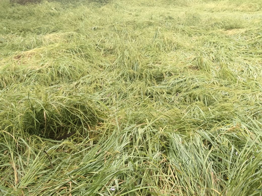 गिरी फसल गिरी फसल