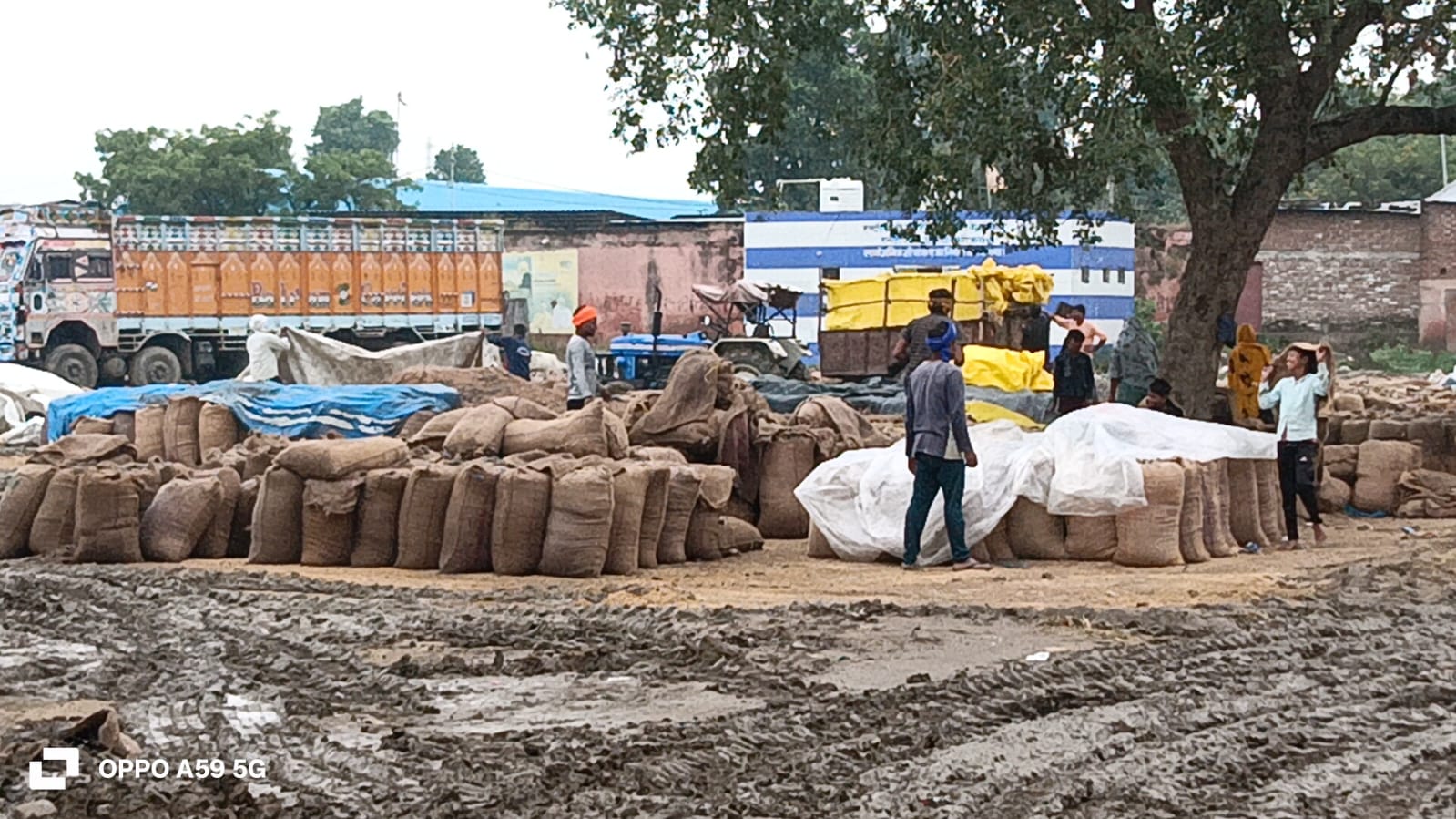 फोटो - मंडी में खुले में रखा धान