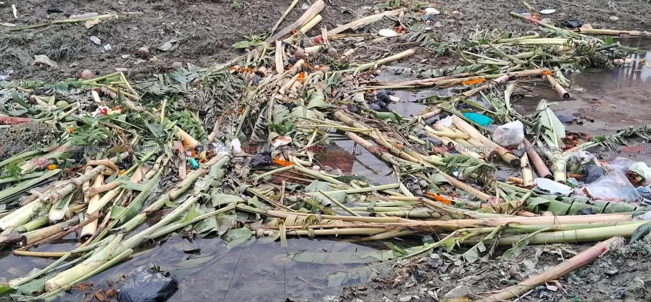 Araria Photo: Banana thumbs scattered on the banks of the canal