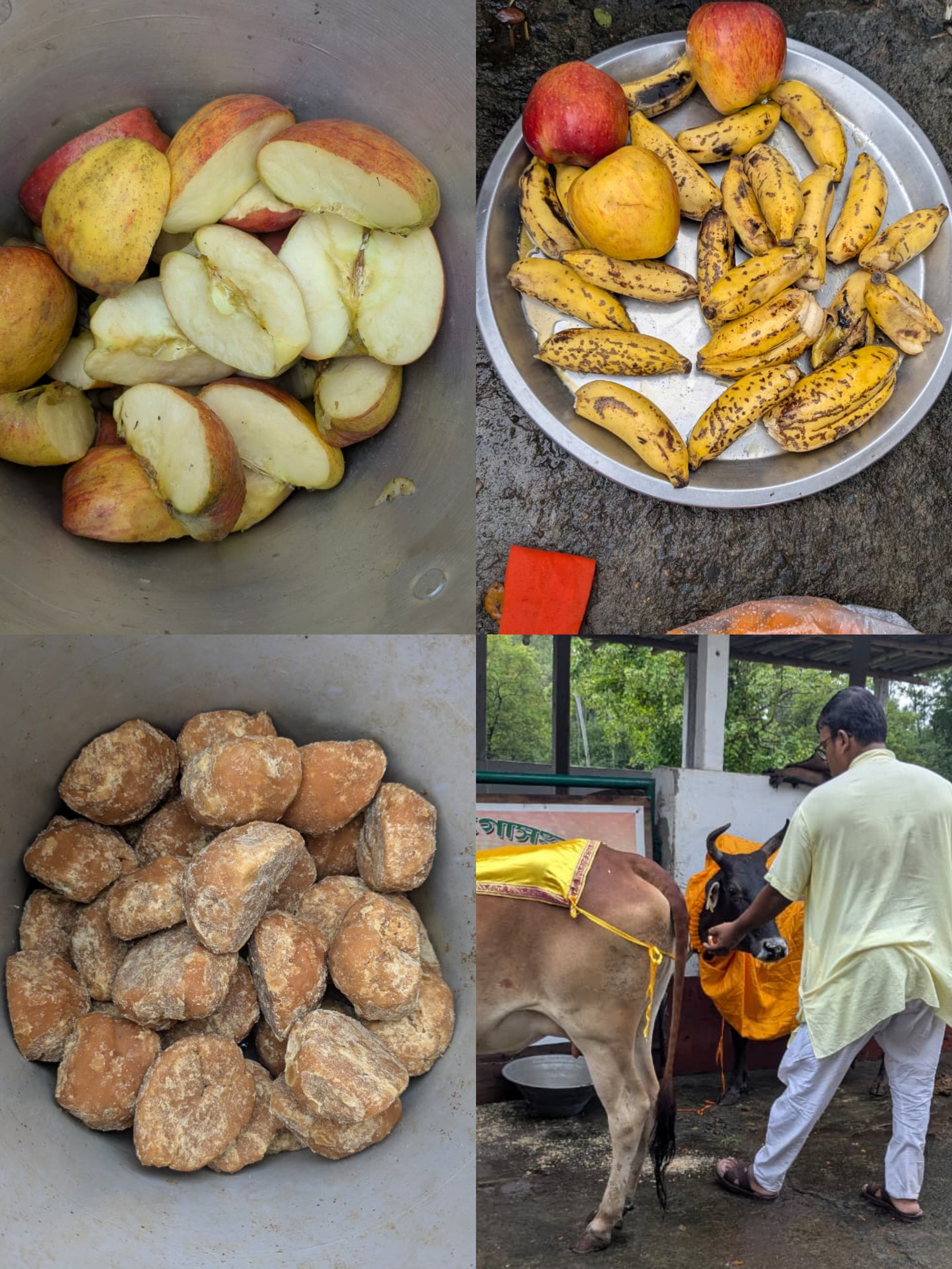 गोपाली आश्रम में गोपाष्टमी