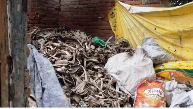 बरामद गोवंश की हड्डी और  खाल बरामद गोवंश की हड्डी और  खाल