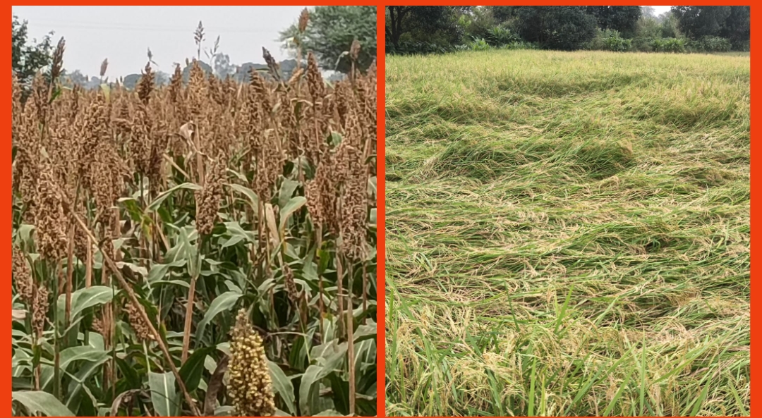 बरबाद घान की फसल की फोटो