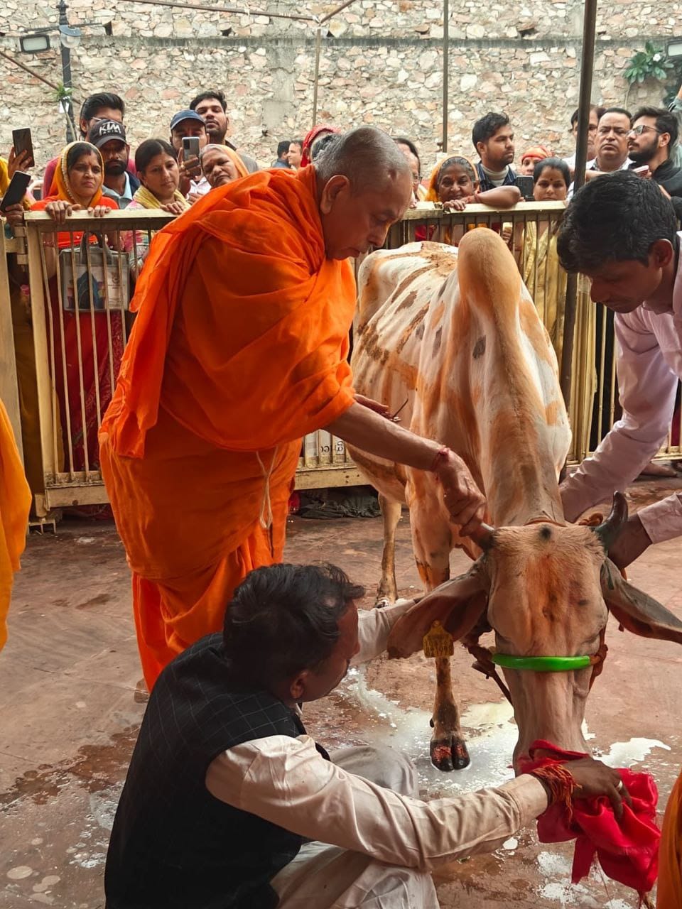 गोपाष्टमी पर छोटी काशी डूबी गौ माता की भक्ति में गोपाष्टमी पर छोटी काशी डूबी गौ माता की भक्ति में