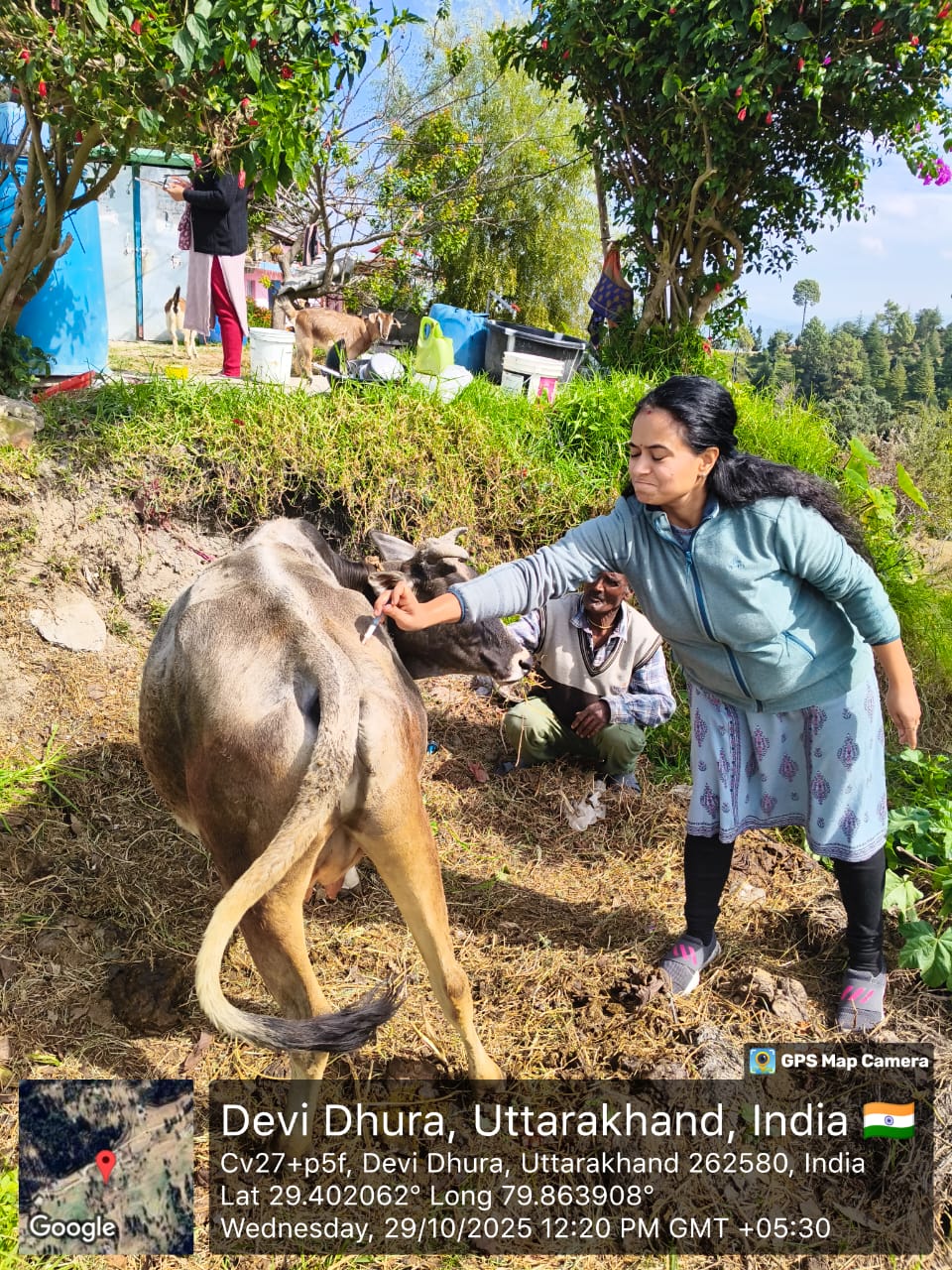 पशुओं को टिका लगाते चिकित्सा कर्मी पशुओं को टिका लगाते चिकित्सा कर्मी