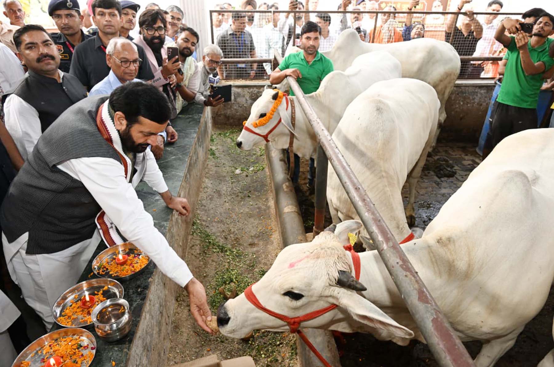 करनाल की श्री कृष्ण गौशाला में आयोजित गोपाष्टमी कार्यक्रम में गायाें काे गुड़ खिलाते सीएम नायब सिंह सैनी।