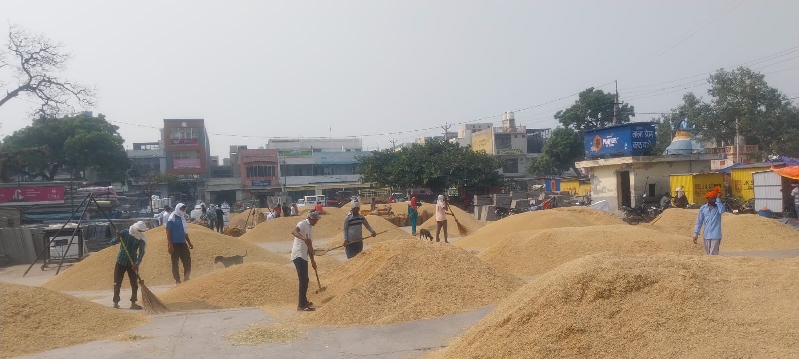 धान की फसल से अटी अनाज मंडी। धान की फसल से अटी अनाज मंडी।