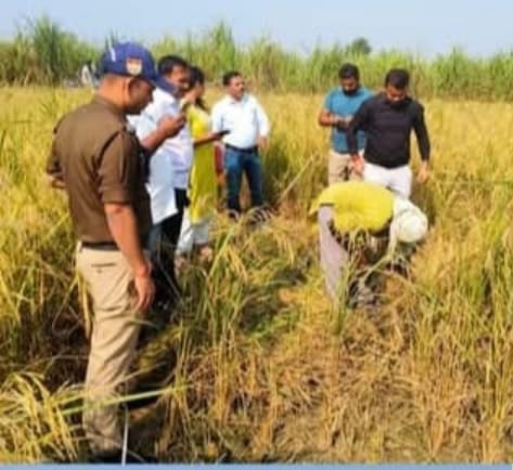 क्रॉप कटिंग करते ज्वाइंट मजिस्ट्रेट
