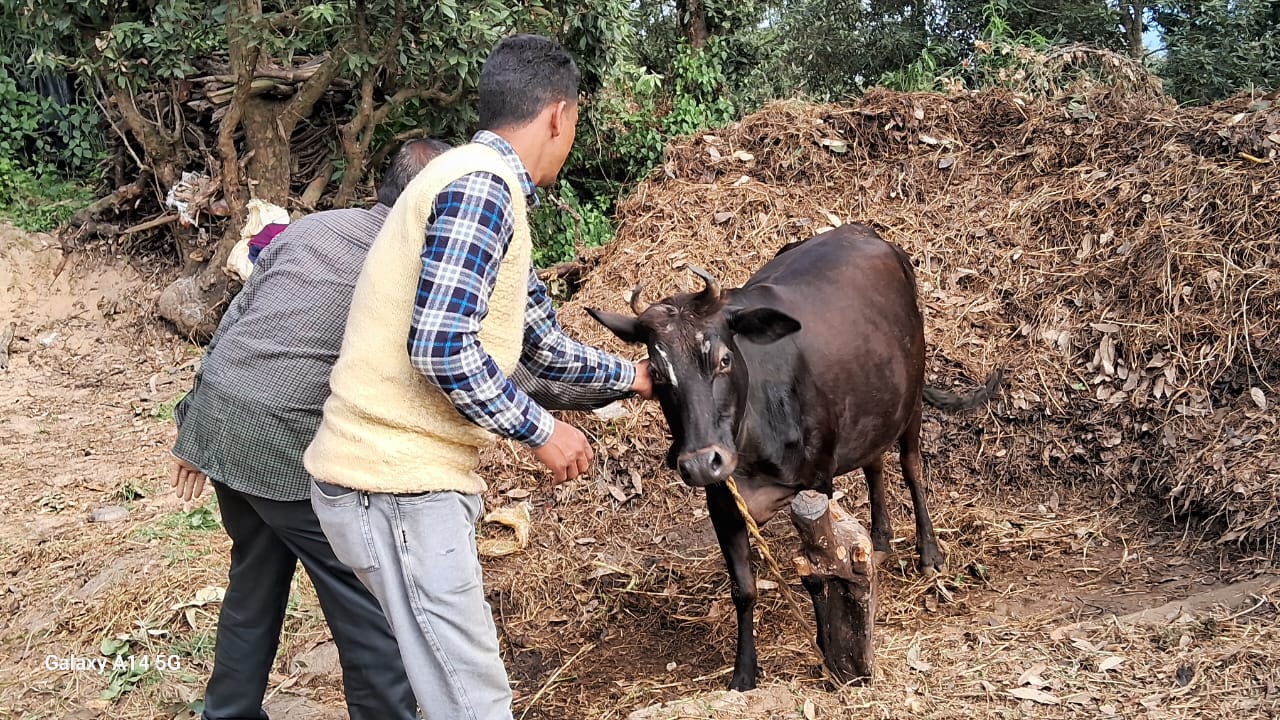 पशुओं को टिका लगाते चिकित्सा कर्मी पशुओं को टिका लगाते चिकित्सा कर्मी