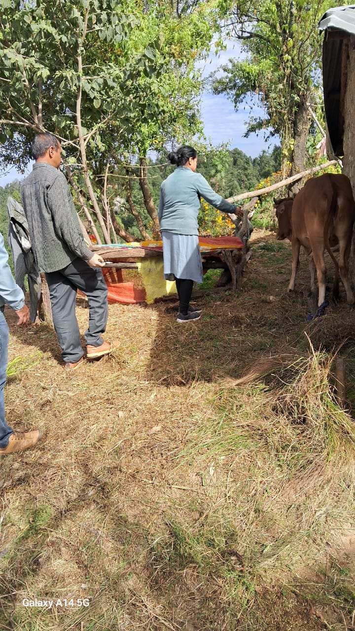 पशुओं को टिका लगाते चिकित्सा कर्मी पशुओं को टिका लगाते चिकित्सा कर्मी