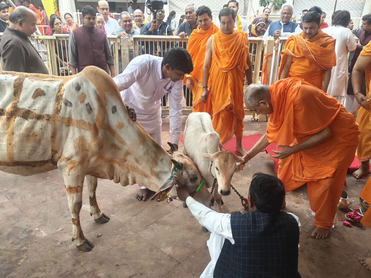 गोपाष्टमी पर छोटी काशी डूबी गौ माता की भक्ति में गोपाष्टमी पर छोटी काशी डूबी गौ माता की भक्ति में