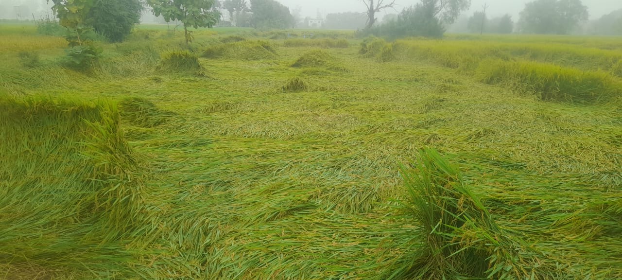 तेज हवा व बारिश से खेतों में गिरी हुई धान की फसल। तेज हवा व बारिश से खेतों में गिरी हुई धान की फसल।