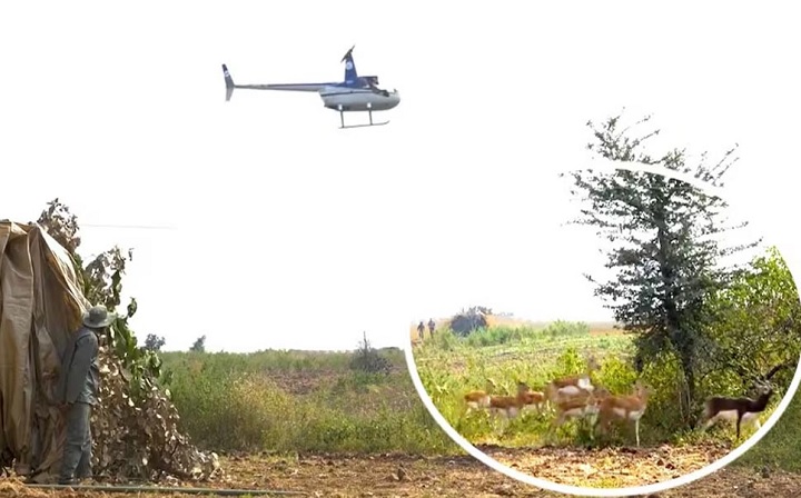 हेलीकॉप्टर और बोमा तकनीक से कृष्ण मृगों को पकड़ने का अभियान हेलीकॉप्टर और बोमा तकनीक से कृष्ण मृगों को पकड़ने का अभियान