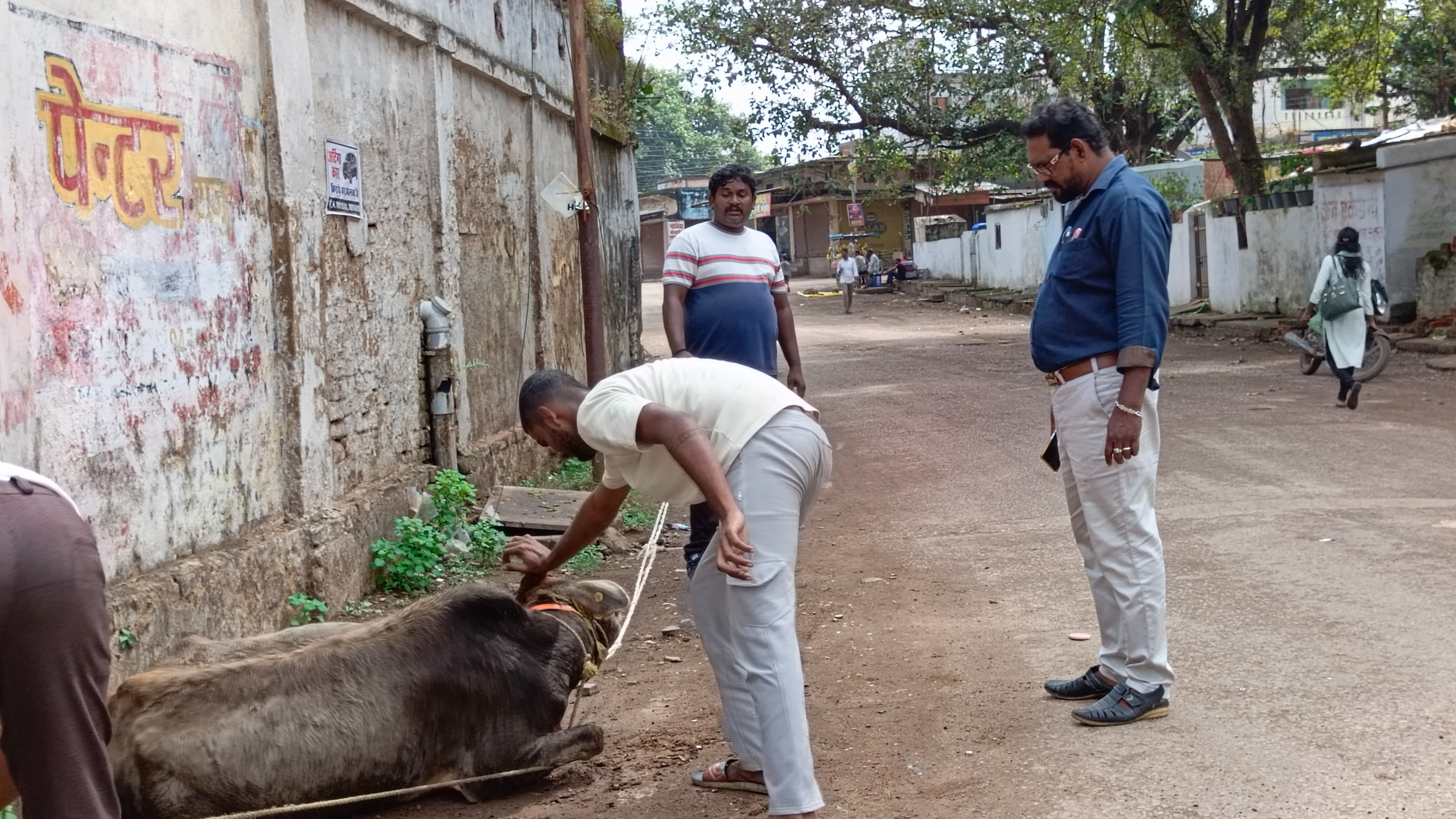 मवेशी को पकड़ते हुए नगर निगम के कर्मचारी