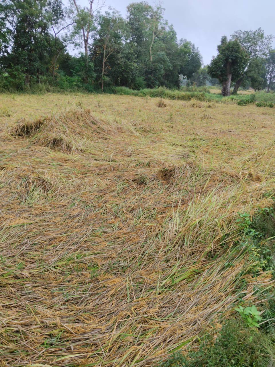 तेज हवा से गिरी धान तेज हवा से गिरी धान