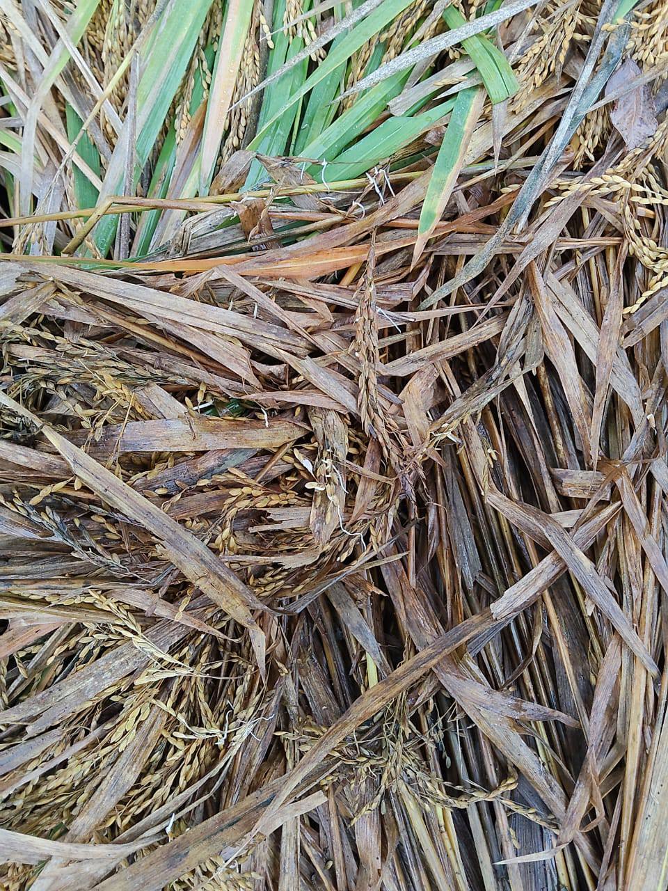 खेताे में सडने लगी धान खेताे में सडने लगी धान