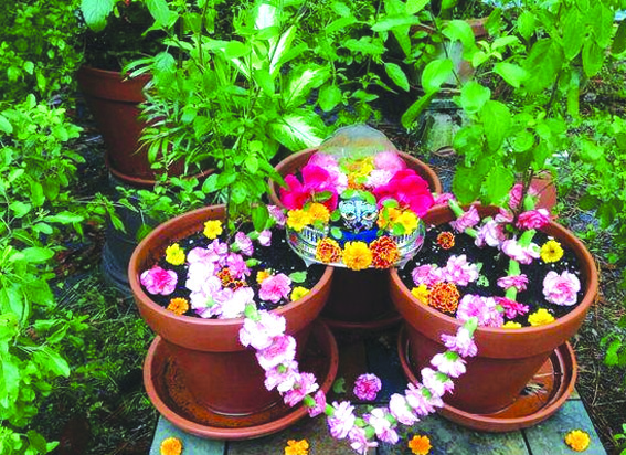 तुलसी विवाह तुलसी विवाह